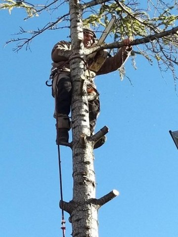 Étêtage et élagage d'arbres à Allauch