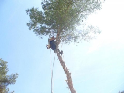 Entreprise spécialisée élagage des feuillus Allauch