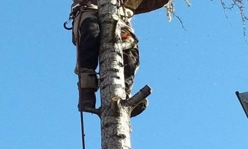 Étêtage et élagage d'arbres à Allauch