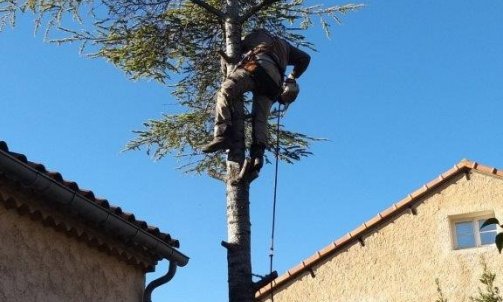 Étêtage et élagage d'arbres à Allauch